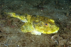 Buffalo Sculpin (Enophrys bison) Buffalo Sculpin (Enophrys bison)