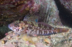 Japanese Sculpin (Pseudoblennius zonostigma) Japanese Sculpin (Pseudoblennius zonostigma)