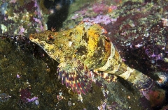 Painted Greenling (Oxylebius pictus) Painted Greenling (Oxylebius pictus)