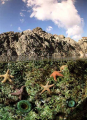 Sea stars, anemones and kelp in rock pool. Sea stars, anemones and kelp in rock pool.