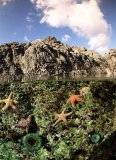 Sea stars, anemones and kelp in rock pool. Sea stars, anemones and kelp in rock pool.