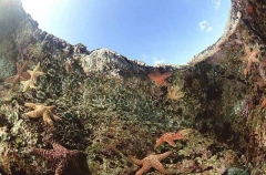 Sea stars, anemones and kelp in rock pool. Sea stars, anemones and kelp in rock pool.