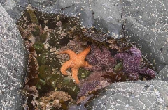 Small tide pool on rocky foreshore with kelp, seaweeds and Ochre Sea Star (Pisaster ochraceus) Small tide pool on rocky foreshore with kelp, seaweeds and Ochre Sea Star (Pisaster ochraceus)