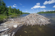 American Beaver (Castor canadensis)