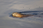 American Beaver (Castor canadensis) American Beaver (Castor canadensis)