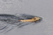 Muskrat (Ondatra zibethicus) Muskrat (Ondatra zibethicus)