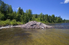 American Beaver (Castor canadensis) American Beaver (Castor canadensis)