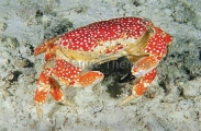 White Spotted Reef Crab (Lophozozymus pictor) White Spotted Reef Crab (Lophozozymus pictor)