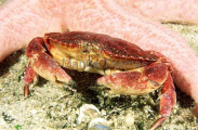 Red Rock Crab (Cancer productus) Red Rock Crab (Cancer productus)