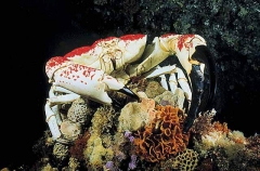 Giant King Crab (Pseudocarcinus gigas)