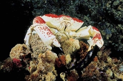 Giant King Crab (Pseudocarcinus gigas)
