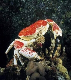 Giant King Crab (Pseudocarcinus gigas)