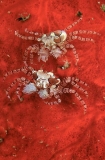 Boxer Crabs (Lybia tesselata) Boxer Crabs (Lybia tesselata)