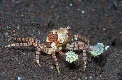Boxer Crab (Lybia tesselata)