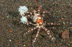 Boxer Crab (Lybia tesselata) Boxer Crab (Lybia tesselata)