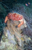 Red Reef Crab (Carpilius convexus)