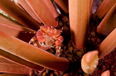 Red Liomera Crab (Liomera rubra) Red Liomera Crab (Liomera rubra)