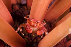 Red Liomera Crab (Liomera rubra) Red Liomera Crab (Liomera rubra)