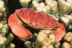Variable Coral Crab (Carpilius convexus) Variable Coral Crab (Carpilius convexus)