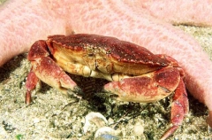 Red Rock Crab (Cancer productus) Red Rock Crab (Cancer productus)