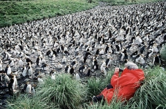 Royal Penguins (Eudyptes schlegeli) Royal Penguins (Eudyptes schlegeli)