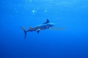 Striped Marlin (Tetrapturus audax) Striped Marlin (Tetrapturus audax)