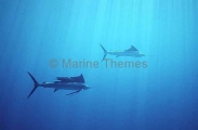 Indo-Pacific Sailfish (Istiophorus platypterus) Indo-Pacific Sailfish (Istiophorus platypterus)