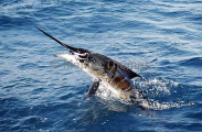 Blue Marlin (Makaira mazara) Blue Marlin (Makaira mazara)