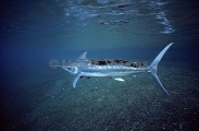 Indo-Pacific Blue Marlin (Makaira mazara) Indo-Pacific Blue Marlin (Makaira mazara)