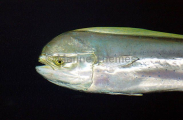 Mahi Mahi (Coryphaena hippurus) Mahi Mahi (Coryphaena hippurus)