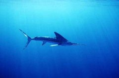 Striped Marlin (Tetrapturus audax) Striped Marlin (Tetrapturus audax)