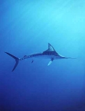Striped Marlin (Tetrapturus audax) Striped Marlin (Tetrapturus audax)