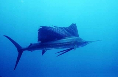 Indo-Pacific Sailfish (Istiophorus platypterus)