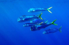 Mahi Mahi (Coryphaena hippurus)