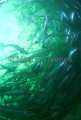 Atlantic Salmon (Salmo salar) Atlantic Salmon (Salmo salar)