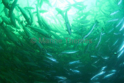 Atlantic Salmon (Salmo salar) Atlantic Salmon (Salmo salar)
