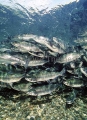 Pink Salmon (Oncorhynchus gorbusha) Pink Salmon (Oncorhynchus gorbusha)