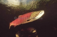 Sockeye Salmon (Oncorhynchus nerka) Sockeye Salmon (Oncorhynchus nerka)