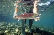 Sockeye Salmon (Oncorhynchus nerka) Sockeye Salmon (Oncorhynchus nerka)