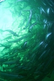 Atlantic Salmon (Salmo salar) Atlantic Salmon (Salmo salar)
