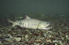 Chum Salmon (Oncorhynchus keta) Chum Salmon (Oncorhynchus keta)