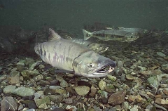 Chum Salmon (Oncorhynchus keta) Chum Salmon (Oncorhynchus keta)
