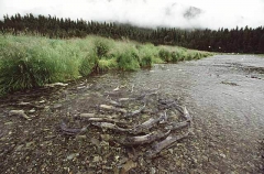 Chum Salmon (Oncorhynchus keta) Chum Salmon (Oncorhynchus keta)