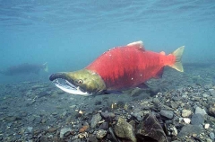 Sockeye Salmon (Oncorhynchus nerka)