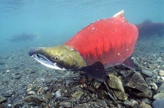 Sockeye Salmon (Oncorhynchus nerka)