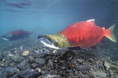 Sockeye Salmon (Oncorhynchus nerka)