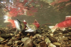 Sockeye Salmon (Oncorhynchus nerka) Sockeye Salmon (Oncorhynchus nerka)