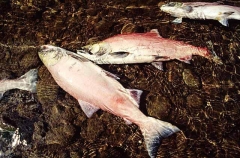 Sockeye Salmon (Oncorhynchus nerka) Sockeye Salmon (Oncorhynchus nerka)