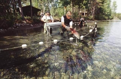 Sockeye Salmon (Oncorhynchus nerka) Sockeye Salmon (Oncorhynchus nerka)
