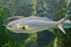 Eastern Australian Salmon (Arripis trutta)